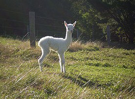 Jaspers Brush B And B - Accommodation Whitsundays 0