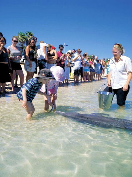 Monkey Mia Dolphin Resort - Accommodation Whitsundays 1