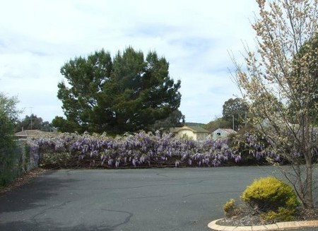 Lilac City Motor Inn & Streakhouse - Accommodation Whitsundays 1