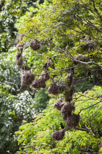 Lake Placid Tourist Park - Accommodation Whitsundays 4