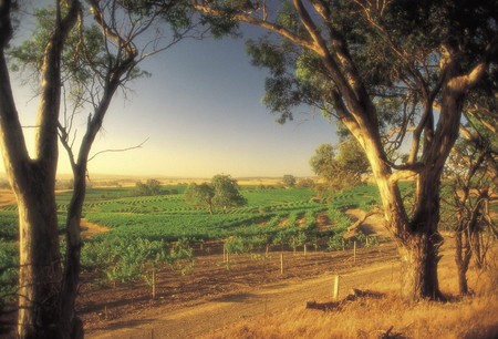 BIG 4 Barossa Tourist Park - Accommodation Whitsundays 5
