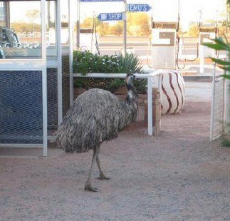 Curtin Springs Station - Accommodation Whitsundays 5
