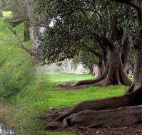 Rivergum Cottage - Accommodation Whitsundays