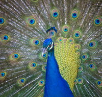 Willunga Peacock Farm Bed and Breakfast - Accommodation Whitsundays