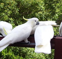 Lorikeet Lane BB - Accommodation Whitsundays