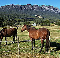 Hurlfield Farm Cottage - Accommodation Whitsundays
