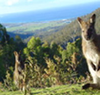 Rainbow Retreat Wilderness Eco Cabins - Accommodation Whitsundays