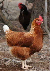 Burnewang VIC Accommodation Whitsundays