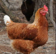 Avonmore Estate Biodynamic Winery - Accommodation Whitsundays