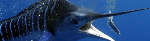 Black Bream Point Holiday Cabins - Accommodation Whitsundays 1