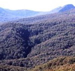 Callicoma Hill Eco-Cabins - Accommodation Whitsundays