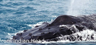 Fraser Island Fishing Units - Accommodation Whitsundays 5