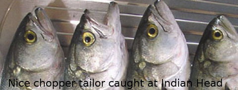 Fraser Island Fishing Units - Accommodation Whitsundays 6