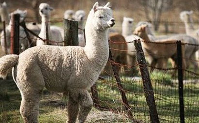 Glenhope Bed And Breakfast - Accommodation Whitsundays 2