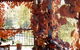 The Vines Motel & Cottages - thumb 0