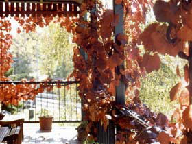The Vines Motel & Cottages - Accommodation Whitsundays 0