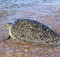 Mackerel Islands - Accommodation Whitsundays