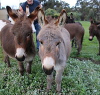 Donkey Tales Farm Cottages - Accommodation Whitsundays