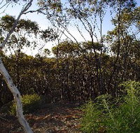 Lions Dryandra Woodlands Village - Accommodation Whitsundays