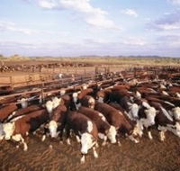 Bond Springs Outback Retreat - Accommodation Whitsundays