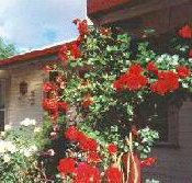 Rose Cottage Bed And Breakfast - Accommodation Whitsundays