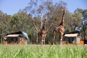 Zoofari Lodge, Taronga Western Plains Zoo - Accommodation Whitsundays 13
