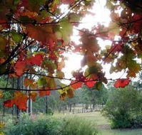 Elfin Hill Country Accommodation - Accommodation Whitsundays