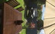 Sydney Executive Garden Villa - thumb 2
