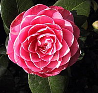 Cloverlea Gardens Bed and Breakfast - Accommodation Whitsundays