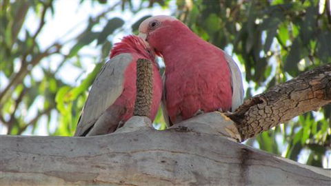 River Gardens Bed And Breakfast Farmstay - Accommodation Whitsundays 6