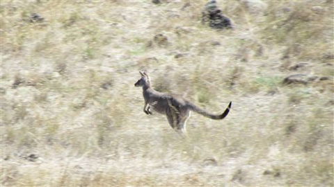 River Gardens Bed And Breakfast Farmstay - Accommodation Whitsundays 7