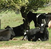 Willy's Holiday House - Accommodation Whitsundays