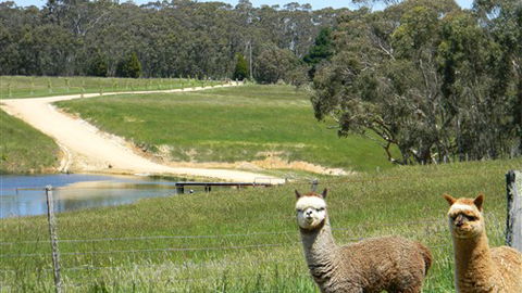 Cygnet Park Country Retreat - Accommodation Whitsundays 3