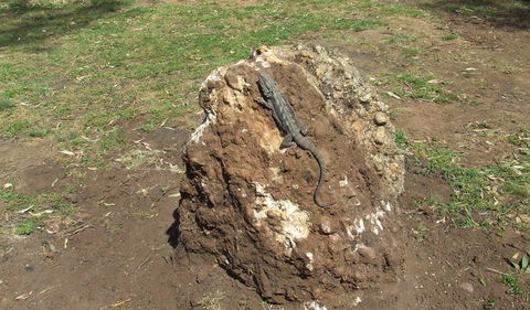 Washpools Campground - Accommodation Whitsundays 1