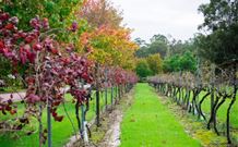 Peppers Convent Hunter Valley - Pokolbin - Accommodation Whitsundays 4