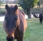 Reynella Kosciusko Rides Accommodation - Accommodation Whitsundays