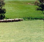 Gooromon Park Cottages - Accommodation Whitsundays