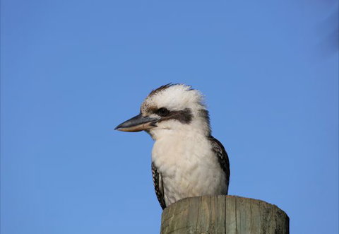 Blackwattle Farm Bed And Breakfast And Farm Stay - Accommodation Whitsundays 1