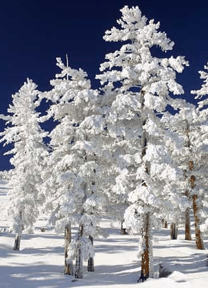 Mt Buller Apartment Management Services - Accommodation Whitsundays