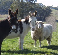 Avaleigh Elms Farmstay - Accommodation Whitsundays