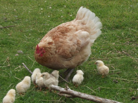 Eden Orchard And Farmstay - Accommodation Whitsundays 5