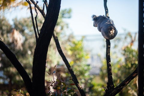 Wildlife Retreat At Taronga - Accommodation Whitsundays 3