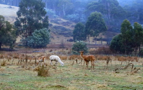 Hamlet Downs Country Accommodation - Accommodation Whitsundays 1