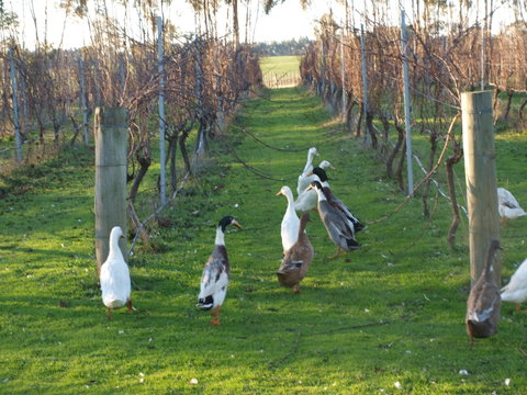 Pierrepoint Wines Bed & Breakfast - Accommodation Whitsundays 2