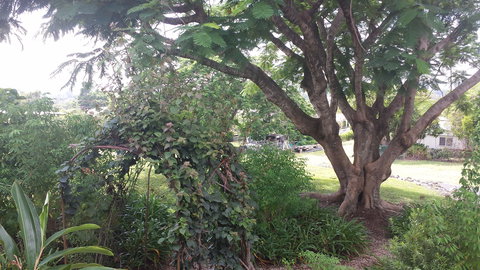 Rosehill Apartments - Accommodation Whitsundays 2