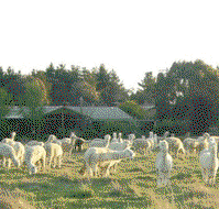 Glenhope Alpacas Self Contained Bb/farmstay - Accommodation Whitsundays