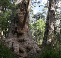 Valley of the Giants Cottage - Accommodation Whitsundays