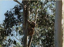 Bush Haven - Accommodation Whitsundays 1