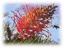 Mimosa Hill Wildflower Farm Cottages - Accommodation Whitsundays 1