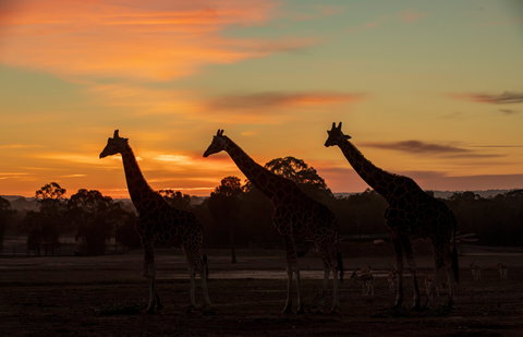 Zoofari Lodge, Taronga Western Plains Zoo Dubbo - Accommodation Whitsundays 1